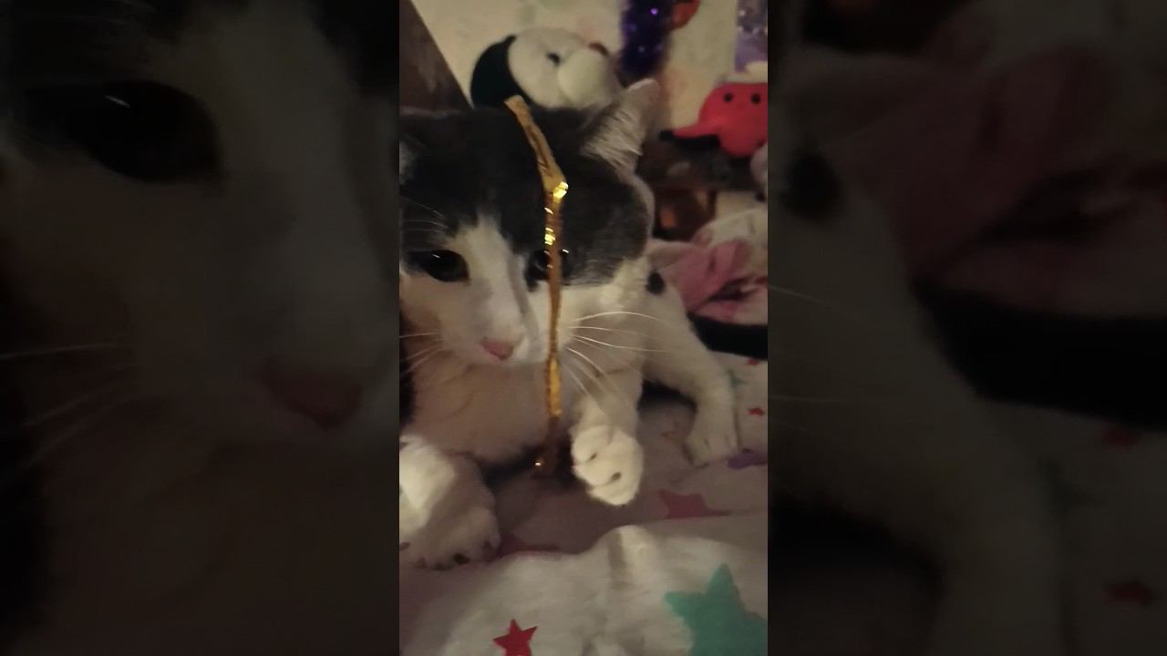 Новогоднее настроение у Мурзика.#кот #мурзик #питомец #котики #настроение #новогодний смотреть онлайн