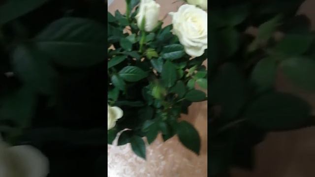 Роза Кордана белая смотреть онлайн