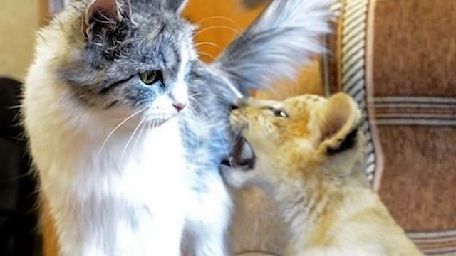 Кошка выкормила львенка, а расплата пришла откуда не ждали смотреть онлайн