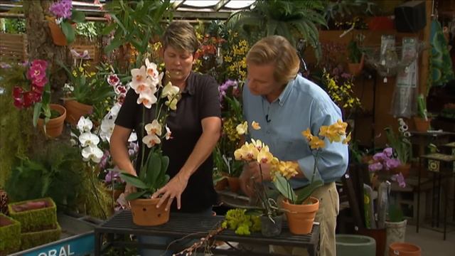 How to Transplant Orchids | P. Allen Smith Classics смотреть онлайн