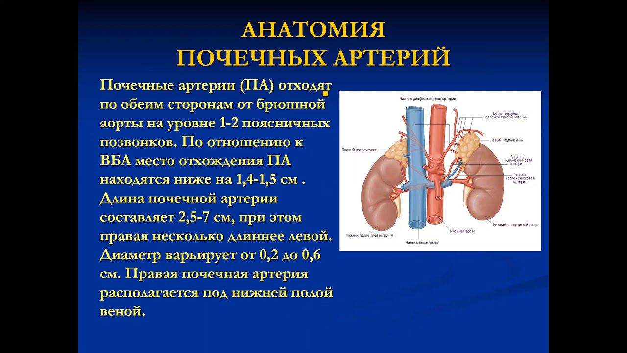 УЗД патологии брюшного отдела аорты и ее висцеральных ветвей Ерошенко О Л
