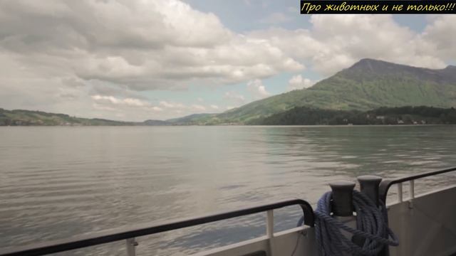 Плавая на лодке рыбаки не поверили глазам, когда увидели торчащую голову из воды! Вот кто это был! смотреть онлайн