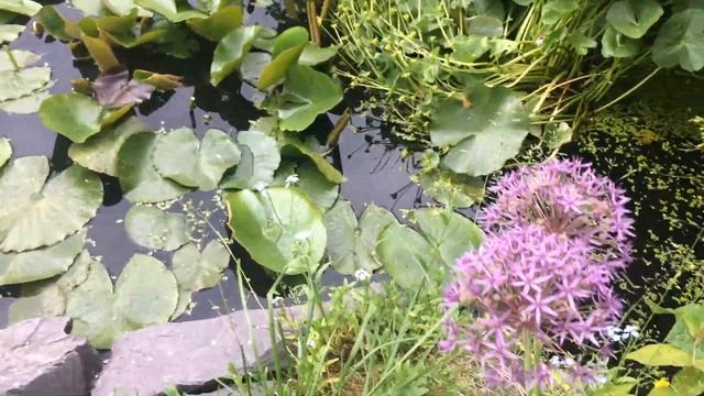 June English Garden Tour | Dahlia | Ammi Majus | Scabious | Petinua | Roses | Alliums | Waterlilies