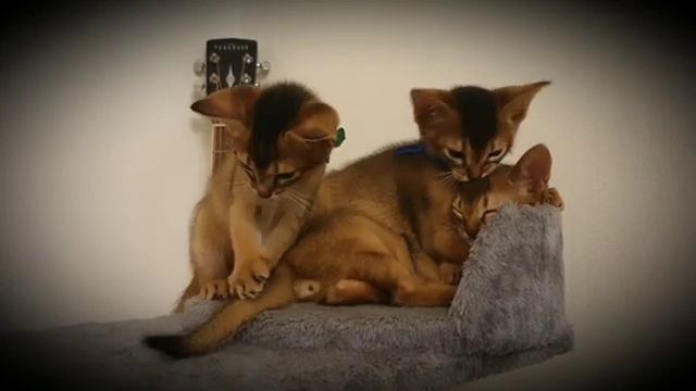 Абиссинские котята. Хвостики😉😉😉