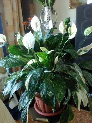 Влеликолепнийший Спатифиллум Домино - Женское счастье. Уход и размножение в домашних условиях 😍😍😍