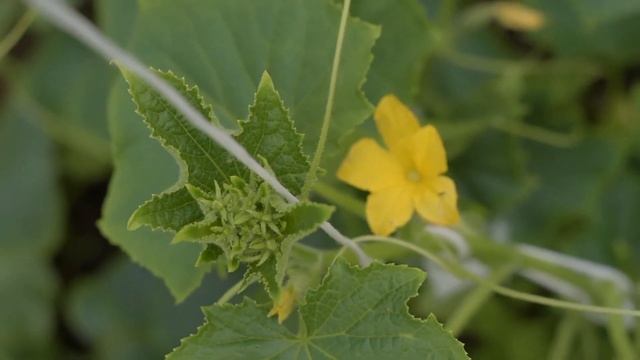 Чем проливаю огурцы после высадки рассады в открытый грунт. Лучшее удобрение смотреть онлайн