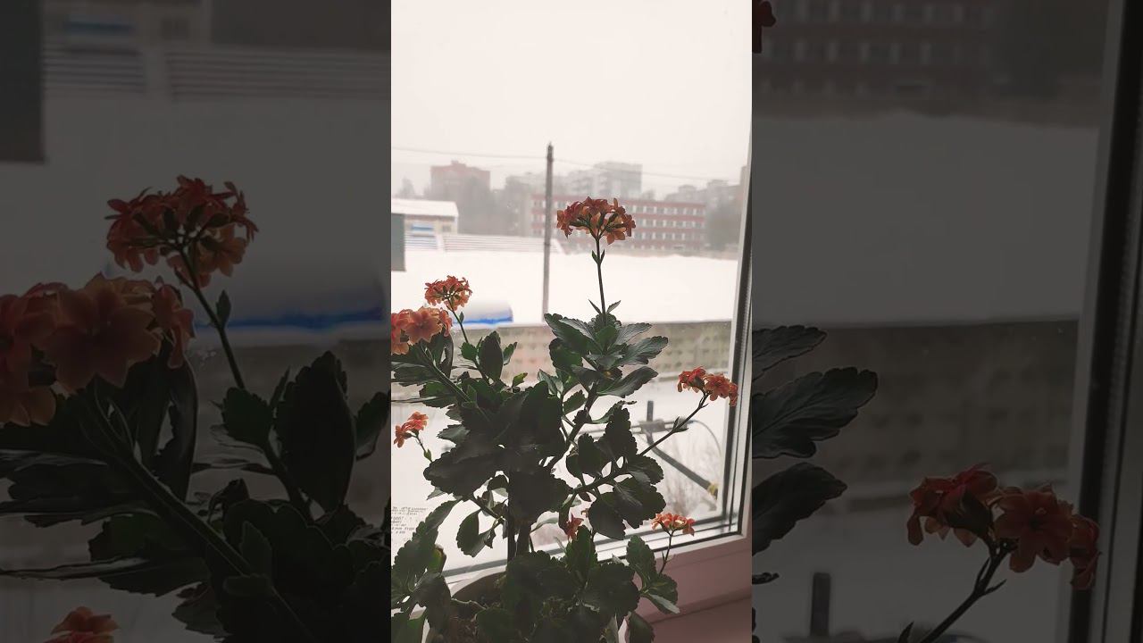 На окне весна, за окном зима. смотреть онлайн