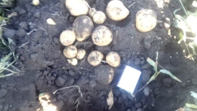 Улётный картафан))) смотреть онлайн