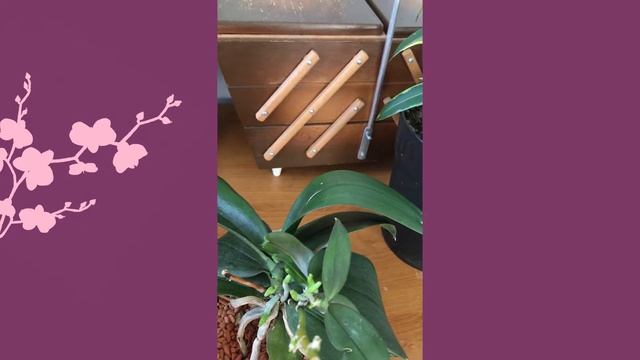 Что делать с цветоносом орхидеи когда она отцветет. смотреть онлайн