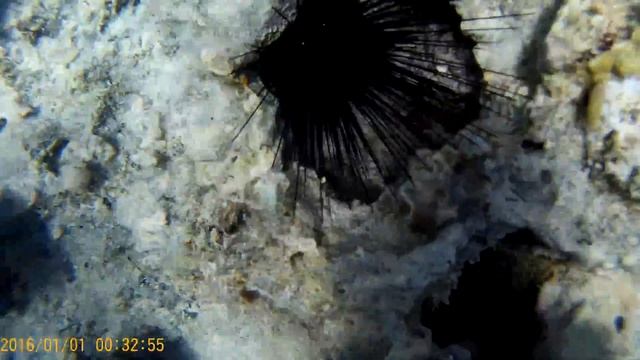 Супер. Красота.Коралові рифи Єгипт смотреть онлайн