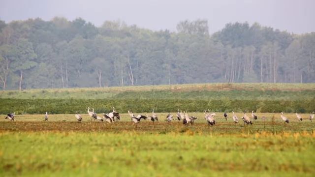 Птицы улетают смотреть онлайн