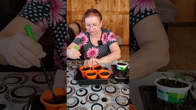 Плющелистная ампельная пеларгония смотреть онлайн
