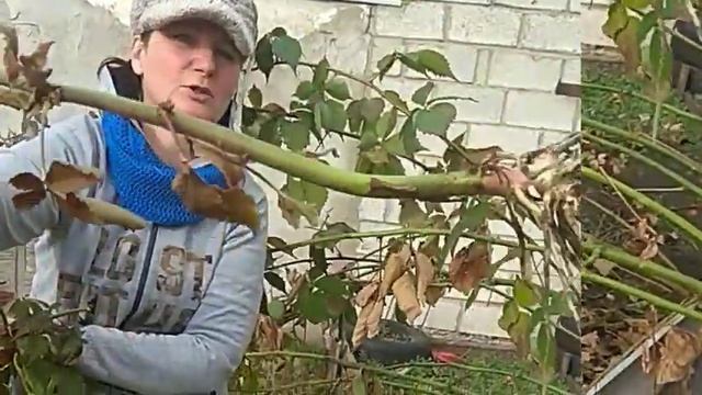 Как уложить куст ежевики на зиму смотреть онлайн