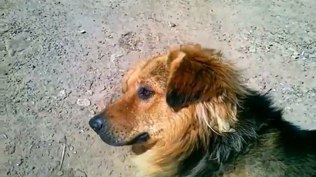 Жарим шашлык (баранина) смотреть онлайн