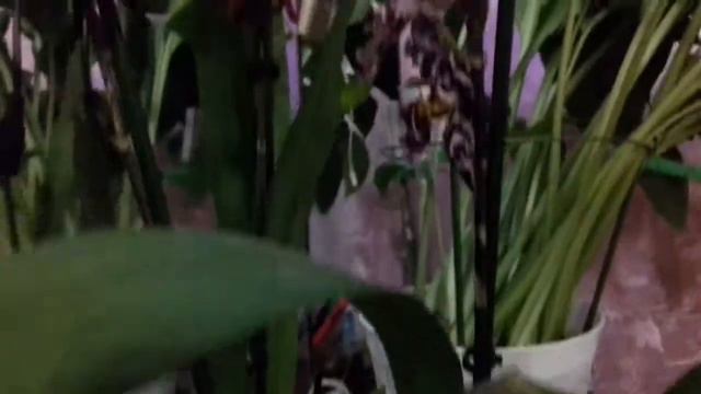 Тигровая камбрия смотреть онлайн