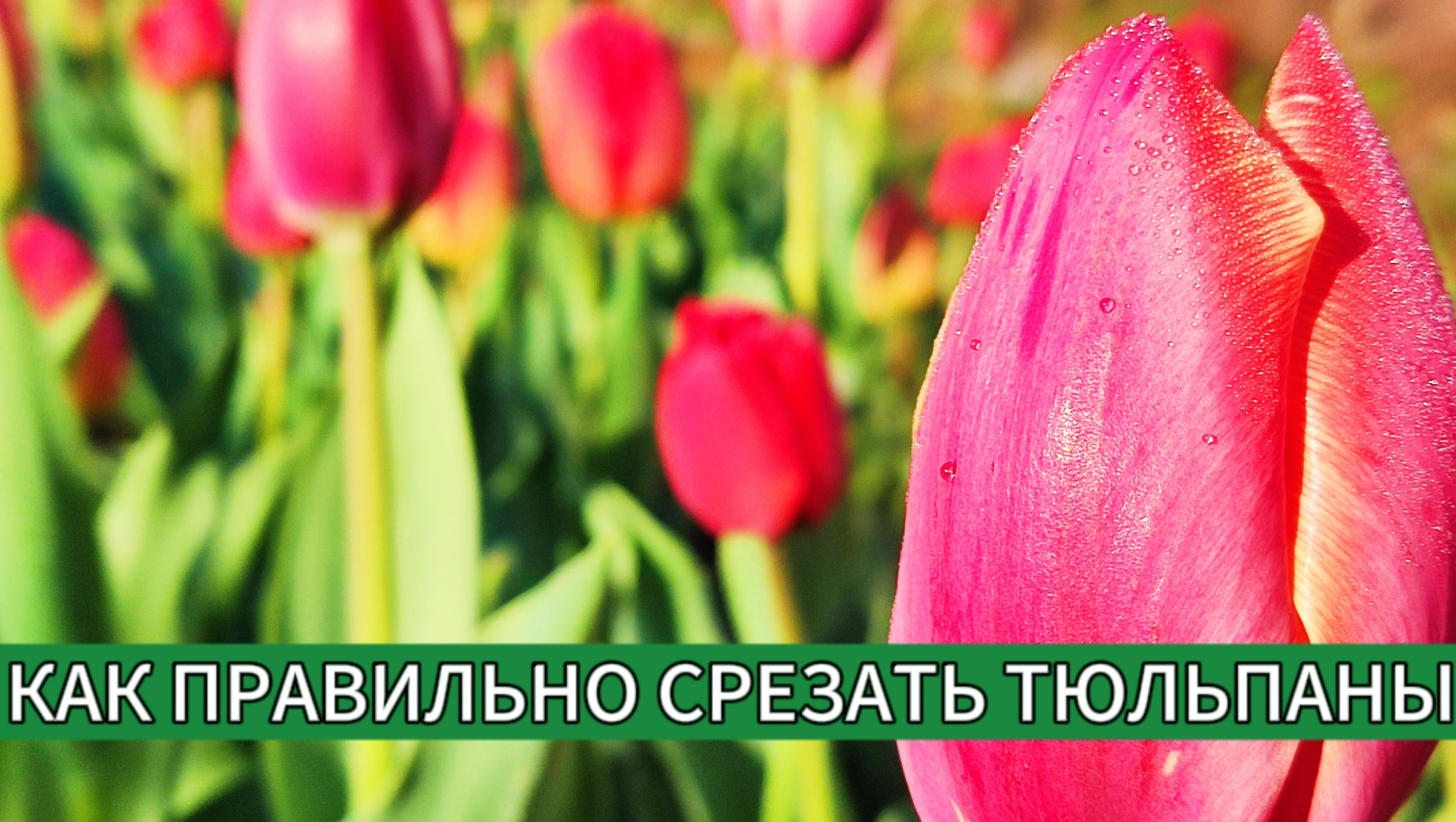 НЕ СРЕЗАЙТЕ ТЮЛЬПАНЫ ДЛЯ БУКЕТА, ПОКА НЕ ПОСМОТРИТЕ ЭТО ВИДЕО смотреть онлайн