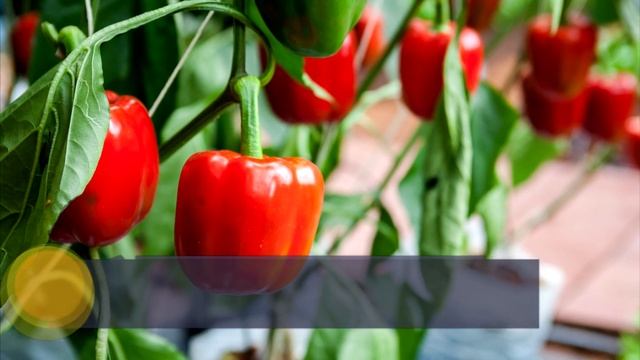 Болгарский перец: польза и вред | В чём польза болгарского перца смотреть онлайн