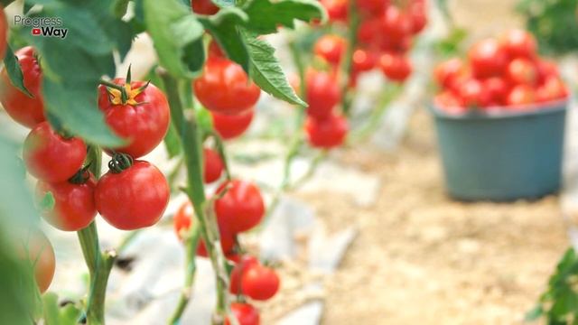 Эта волшебная смесь в момент спасет ваши томаты от фитофторы! смотреть онлайн