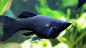 Моллинезия - размножение, содержание и уход