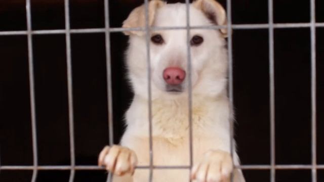 "ПЁС" стихотворение Валентина Гафта. Кожаный нос . смотреть онлайн