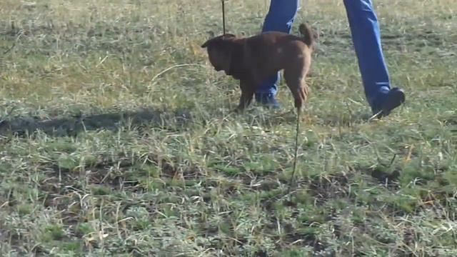Девчонки шарпея смотреть онлайн