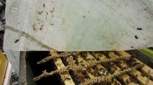 пересаживаю приокскую пчелу , из деревянного улья в улей ППУ  bienenhaus эконом версии