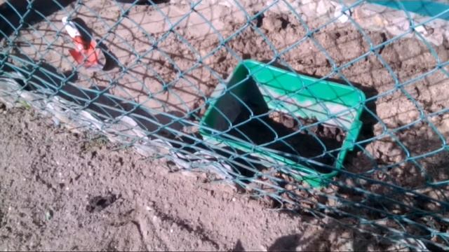 Определяем многолетний горошек на постоянное место смотреть онлайн