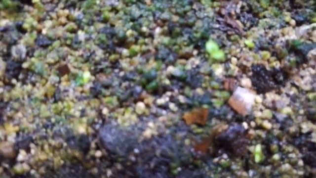 всходы павловнии через 12 дней после посева. смотреть онлайн