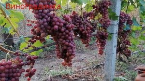 Виноград Пестрый 2021г
