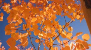 Осень.Нежная музыка, успокаивает нервную систему и радует душу 🌿 лечебная музыка для отдыха и сна