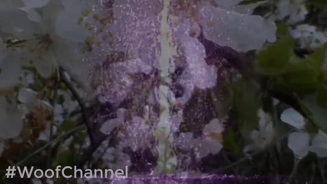 Водяной фонтан и весенние цветы #WoofChannel смотреть онлайн