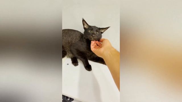 🐱😲🐈КАК ПРИРУЧИТЬ ДИКОГО КАМЫШОВОГО КОТА👀🦁 смотреть онлайн
