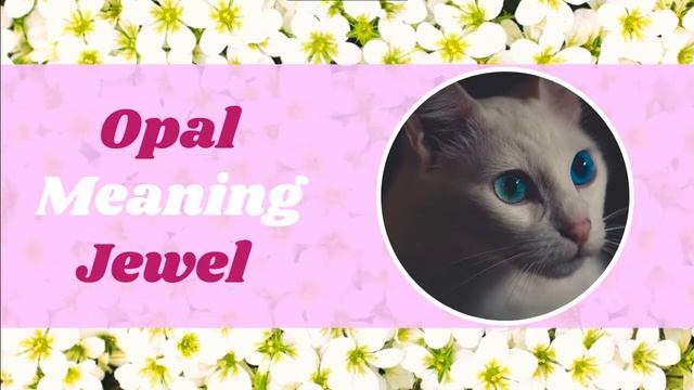 White Cat Names : 30 Awesome Names for Your White Cat With Meaning 2021 ! Unique Pet Names смотреть онлайн