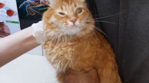 КАК ПРАВИЛЬНО ЗАКАПАТЬ КОШКЕ ГЛАЗА. Советы Ветеринарного Врача.