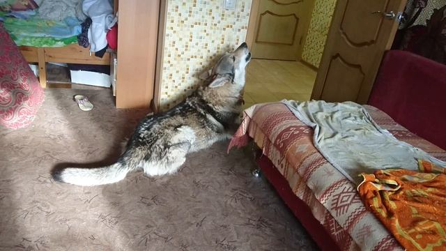 Реакция Каниса на волчий вой с компьютера Октябрь 2018 смотреть онлайн