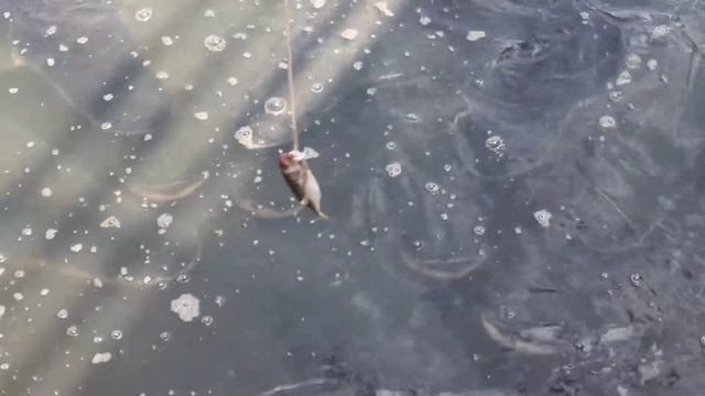 как Клубничка рыбачит :) рыба называется Arapaima смотреть онлайн