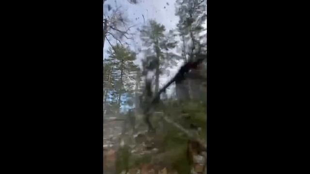 Most EXPENSIVE And FUNNY Tree Cutting Fails смотреть онлайн