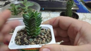 крассула храм Будды результат #укоренения в лечузе #храмбуддыукоренение #крассула