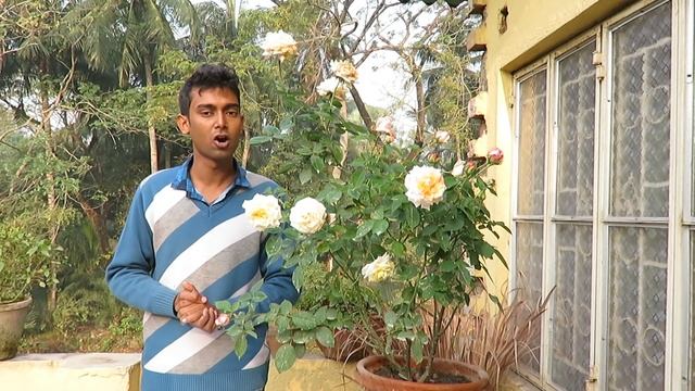 January মাসে গোলাপ ? গাছের পরিচর্যা আমরা কিভাবে করবো ? смотреть онлайн