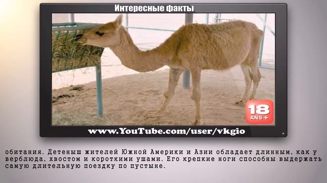 новые виды и гибриды животных смотреть онлайн