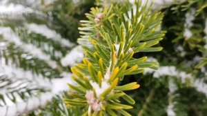 Как отличить ель от пихты | В чем разница между пихтой и елью | Давайте мечтать вместе!