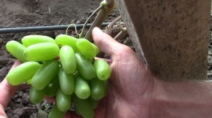 #58 В гостях в семейном питомнике "Виноградник Юлиных" (23.07.2021)