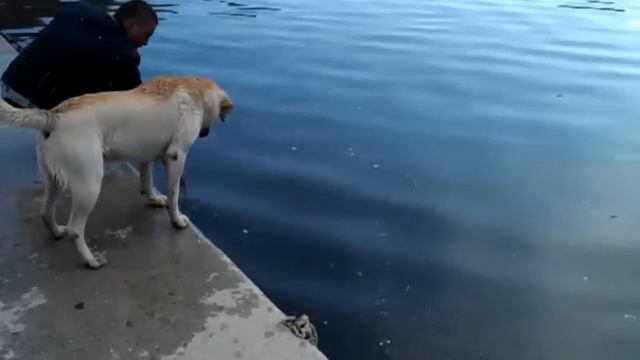 Балаклава, пес-водолаз смотреть онлайн