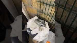 пежо 307 , 308 1,6 hdi не заводится не крутит стартер