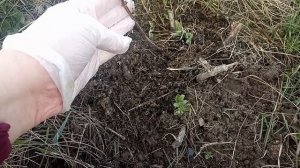 Жимолости нужен уход!!! Наш опыт