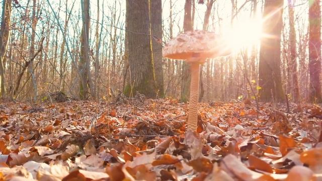 МАГИЧЕСКИЕ ЯДРА. МИКС смотреть онлайн