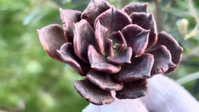 Echeveria Madiba смотреть онлайн