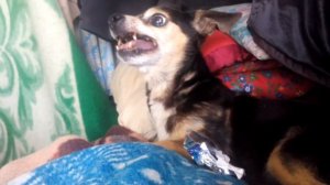 Собака смешно рычит