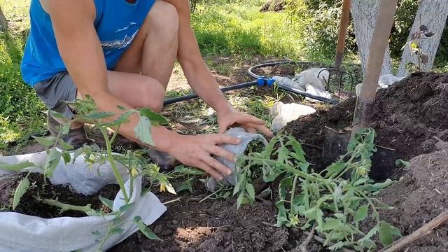 Посадка томатов в мешки смотреть онлайн