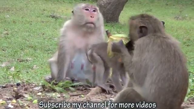 Вау!! Деревенские девочки дают пищу для обезьяны младенца возле BAYON TEMPLEnull смотреть онлайн